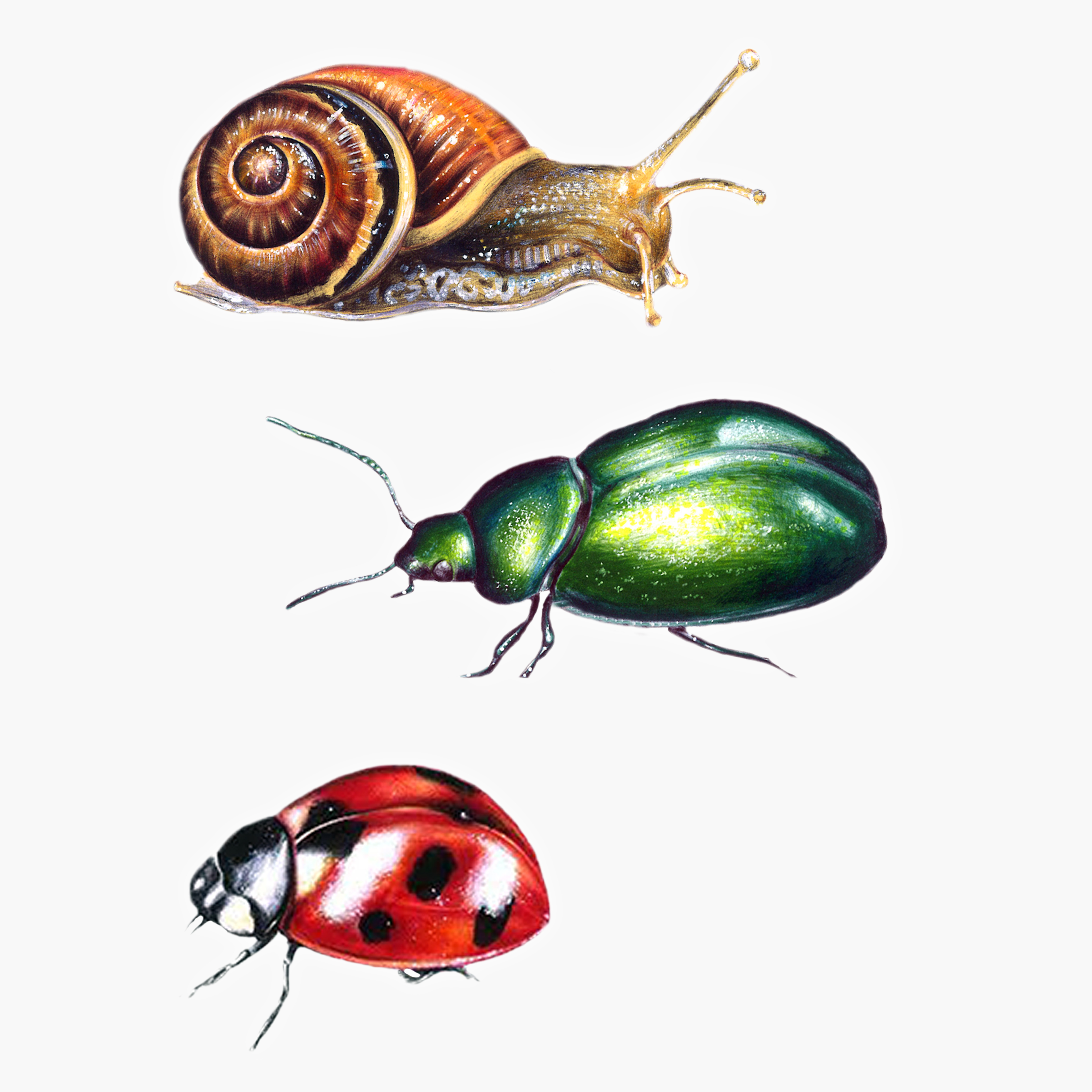 Habitants du Jardin